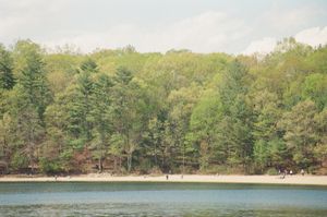 Sandy beach along a calm lake bordered by dense spring forest with bright green pines and budding deciduous trees, people scattered along the shore under pale sky